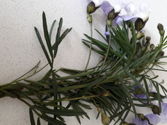 Psoralea affinis