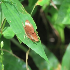 Abisara saturata