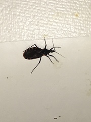 Triatoma gerstaeckeri