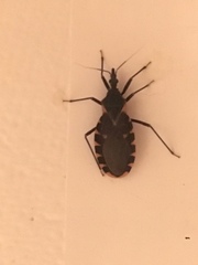 Triatoma gerstaeckeri