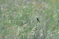 Sporophila cinnamomea