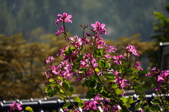 Bauhinia × blakeana
