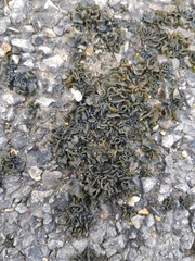 Lathagrium auriforme