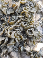 Lathagrium auriforme