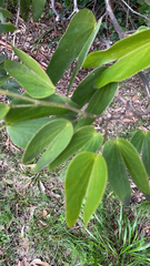 Bauhinia corniculata