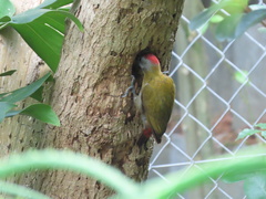 Chloropicus griseocephalus