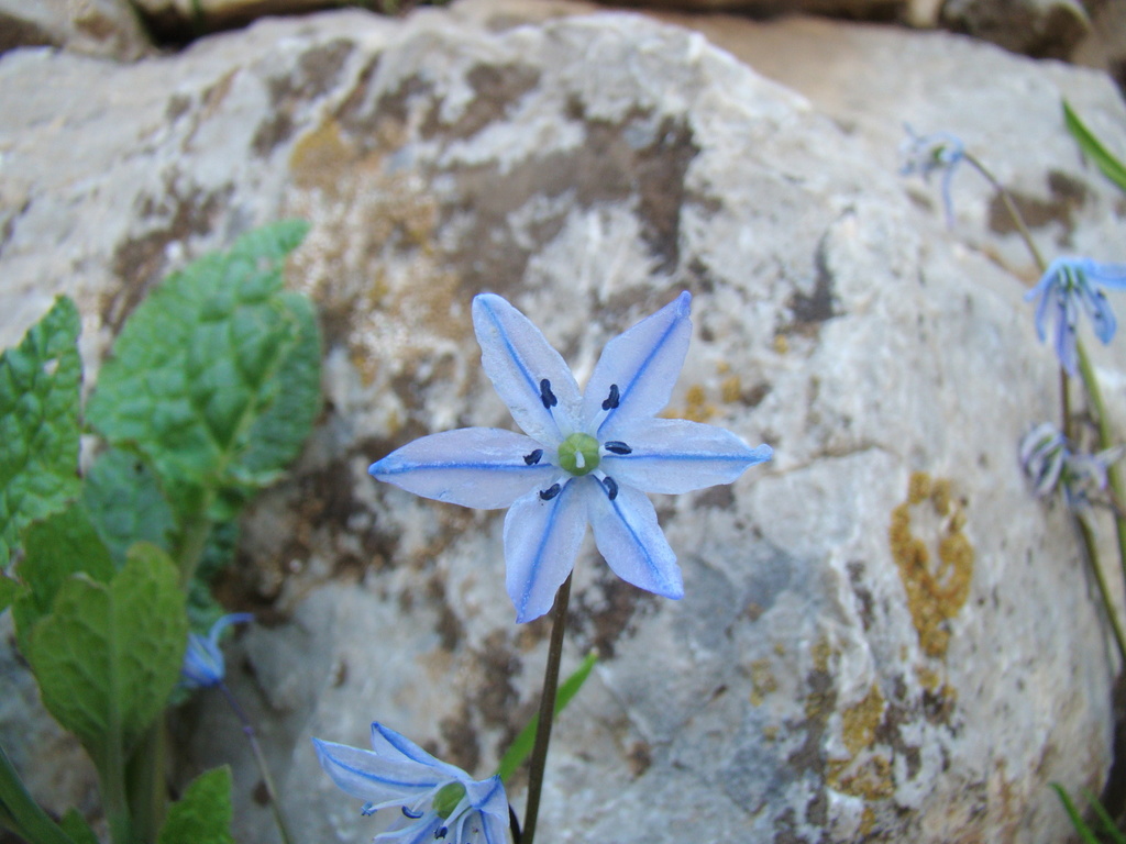 Scilla ingridiae, Çamardı, Niğde, TR