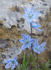 Scilla ingridiae