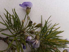 Psoralea arborea