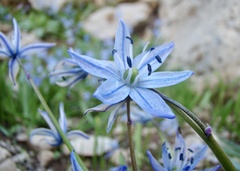 Scilla ingridiae