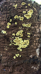 Hypocreaceae