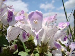 Lamium garganicum