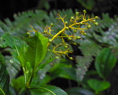 Palicoureeae