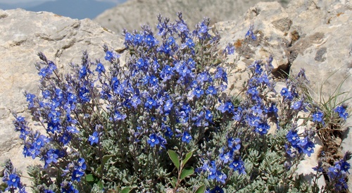Veronica cinerea