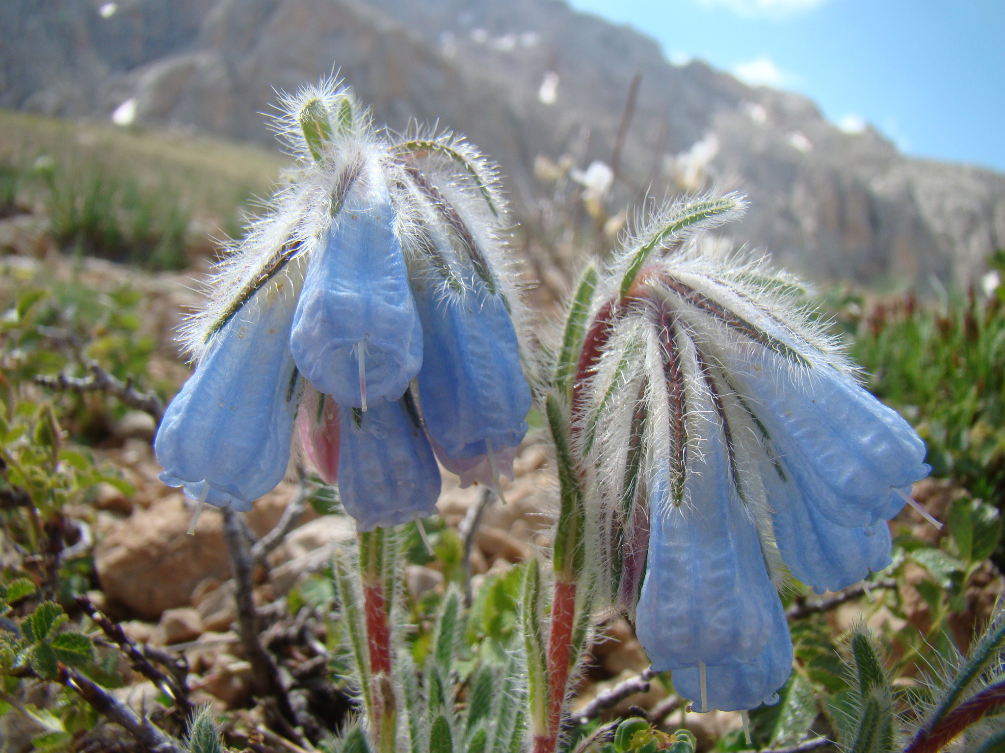 Onosma