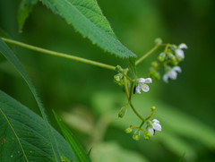 Klaprothia mentzelioides