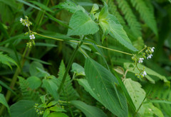 Klaprothia mentzelioides