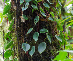 Peperomia choroniana