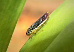 Dilobopterus costalimai