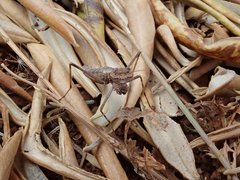 Geomantis larvoides