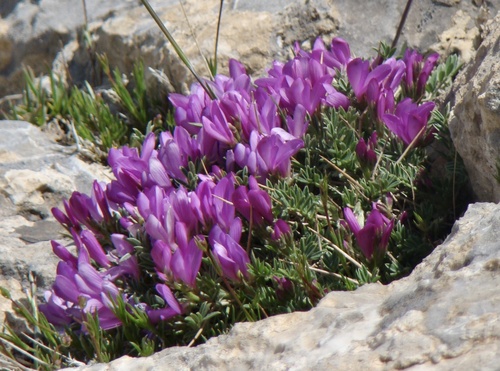 Onobrychis cornuta (Onobrychis cornuta)