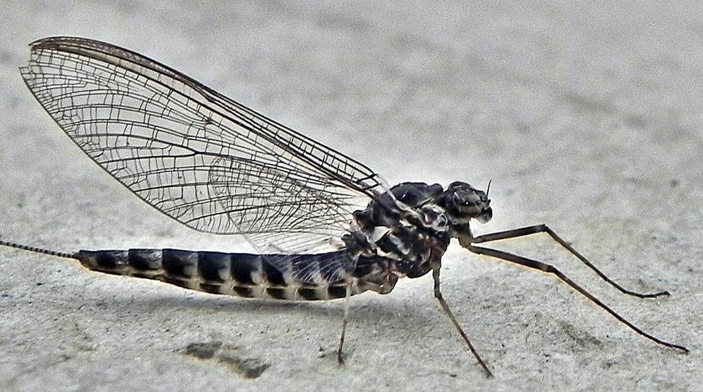 Northern Summer Mayfly