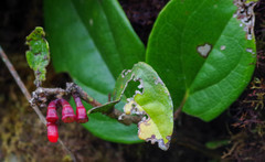 Macleania coccoloboides