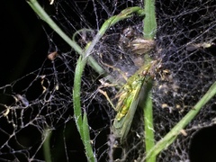 Rhynchomitra recurva