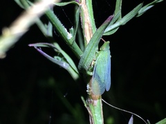 Rhynchomitra recurva