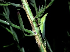 Rhynchomitra recurva