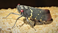 Acraephia perspicillata