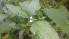 Melochia corchorifolia