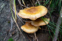 Pholiota malicola