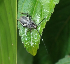 Hemithyrsocera histrio