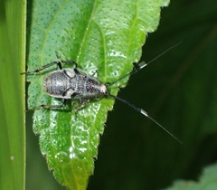 Hemithyrsocera histrio