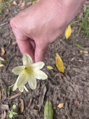 Cyrtanthus loddigesianus