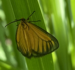 Pseudobazisa perculta