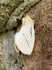 Phiala