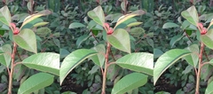 Photinia