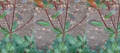 Photinia