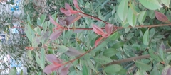 Photinia