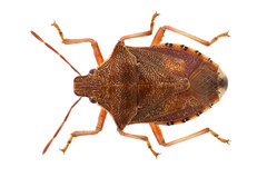 Podisus brevispinus