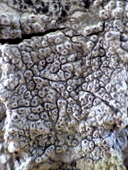 Pertusaria pustulata