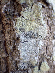 Pertusaria pustulata