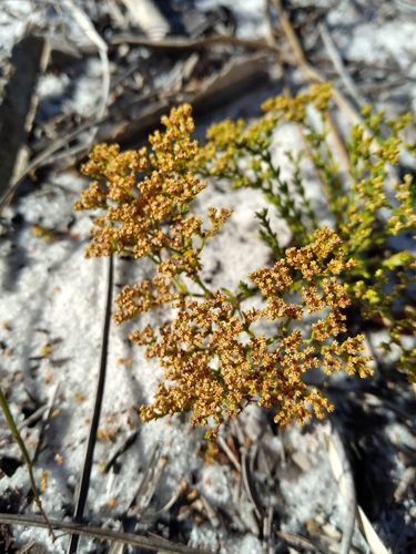 Image of Paronychia chartacea by (c) Scott Ward, some rights reserved (CC BY)