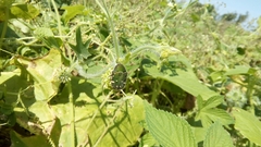 Gametis jucunda