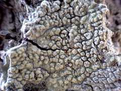 Pertusaria heterochroa