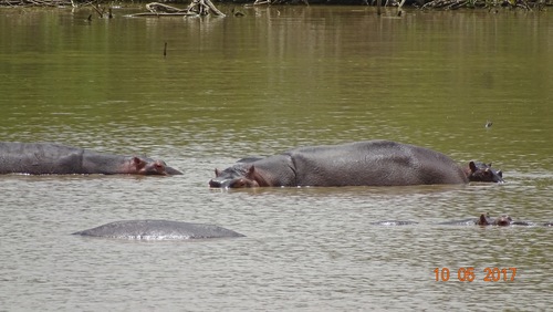 Hippopotamidae image