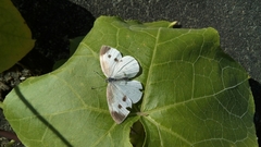 Pieris rapae crucivora