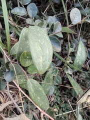 Smilax glabra
